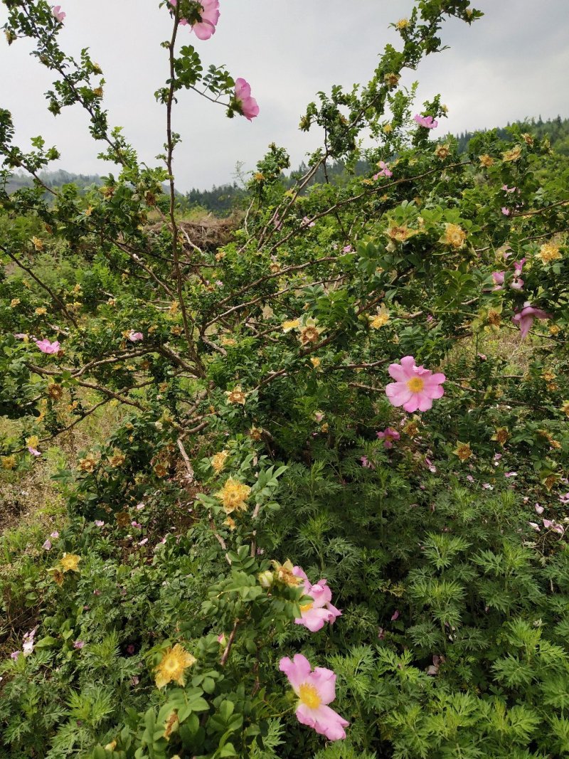 刺梨9月上市