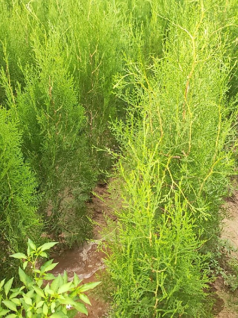 河北侧柏苗，唐山侧柏苗