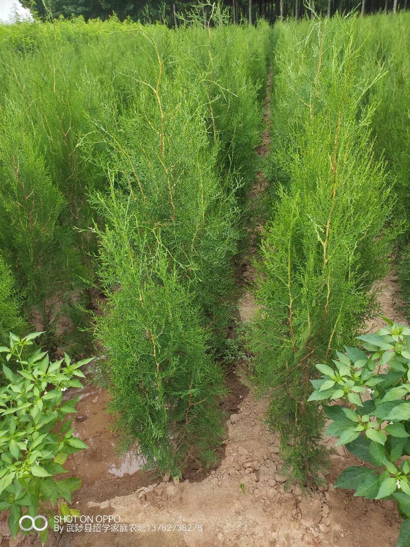 河北侧柏苗，唐山侧柏苗