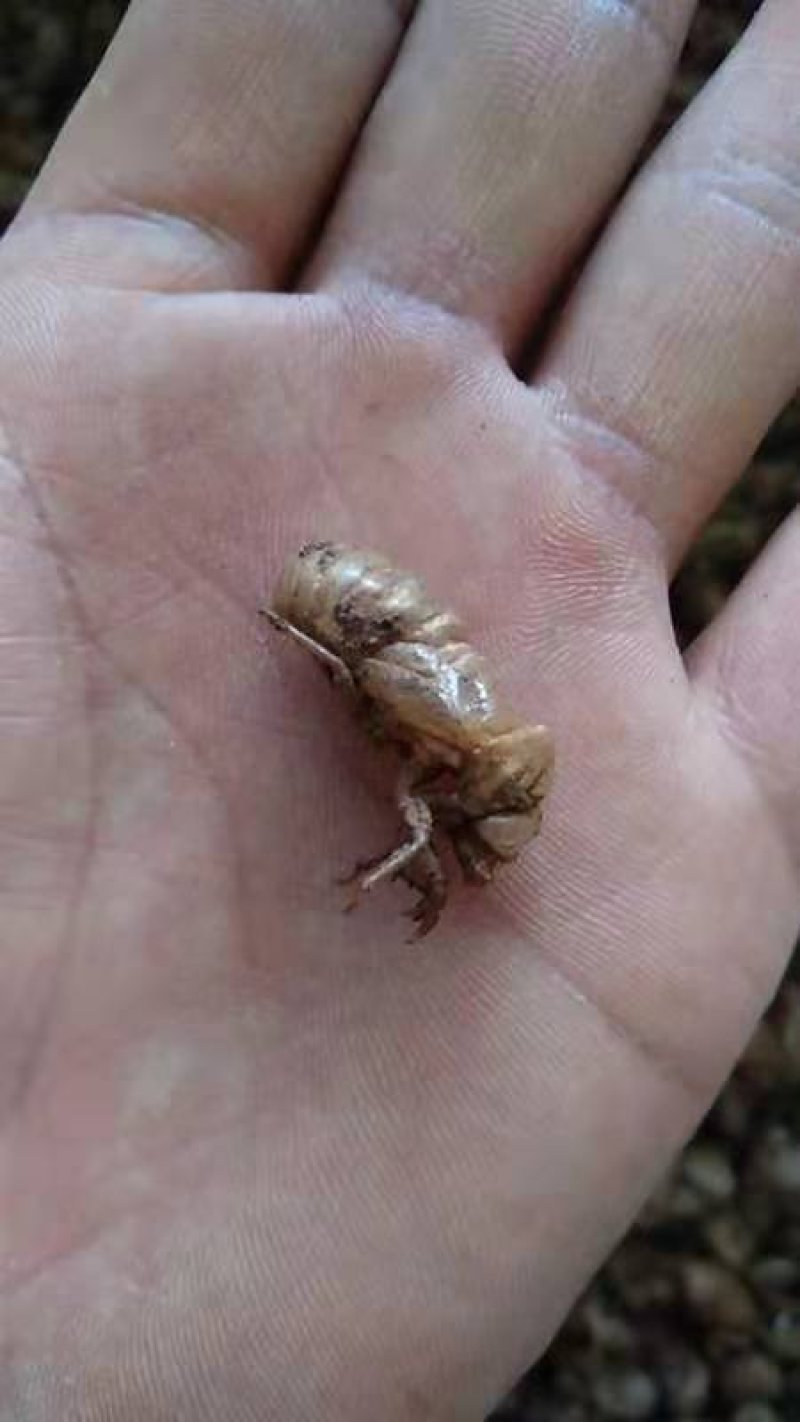 缅甸蝉蜕