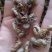 缅甸蝉蜕