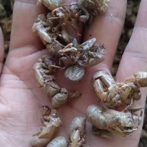 缅甸蝉蜕