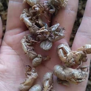缅甸蝉蜕