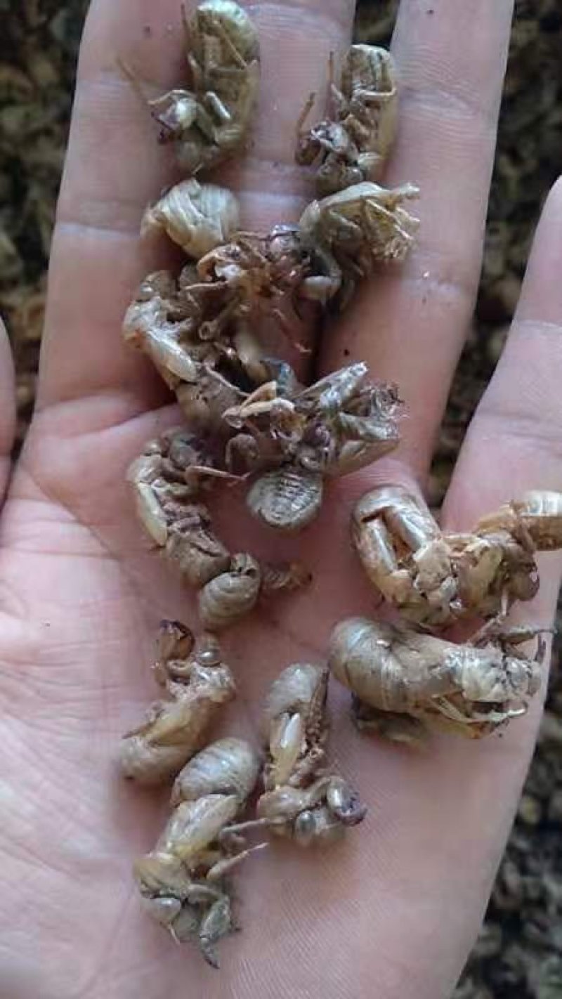 缅甸蝉蜕
