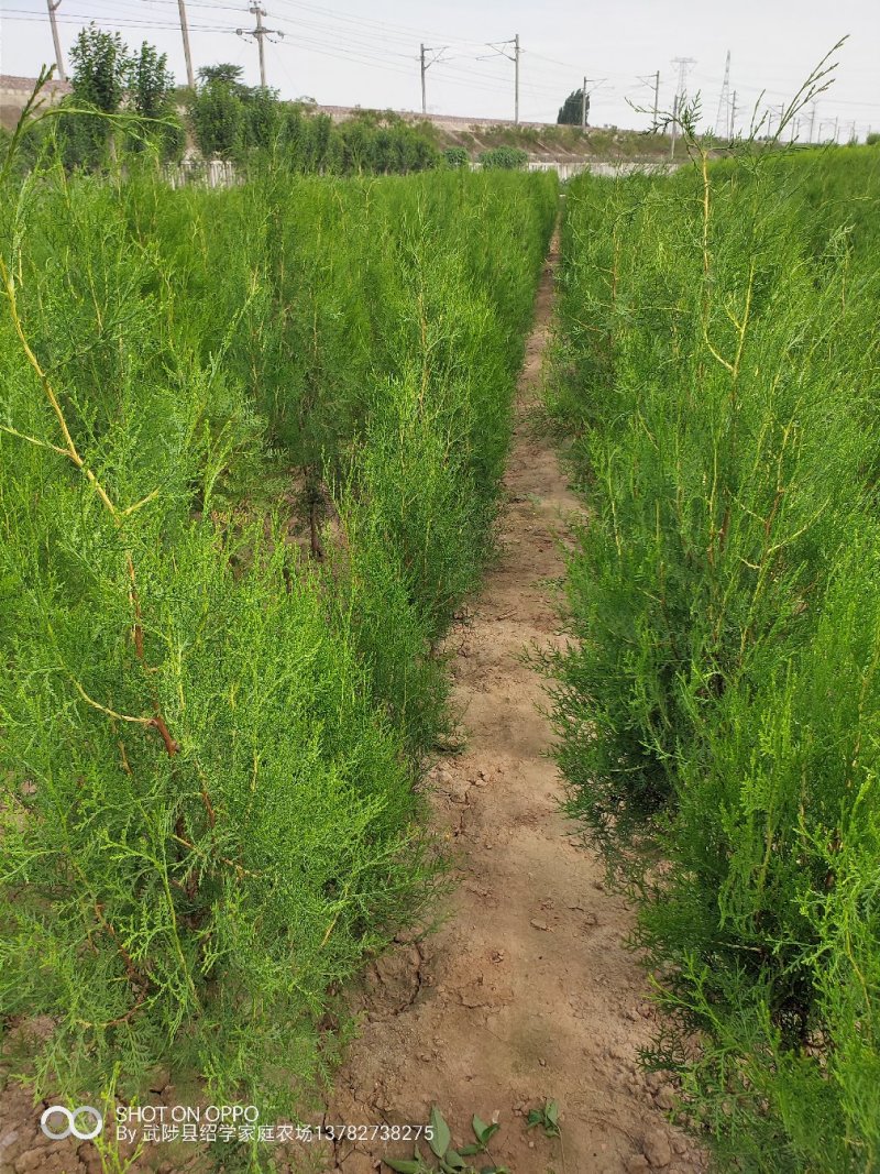邯郸侧柏苗，石家庄侧柏苗，侧柏苗