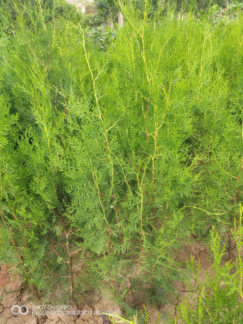 邯郸侧柏苗，石家庄侧柏苗，侧柏苗