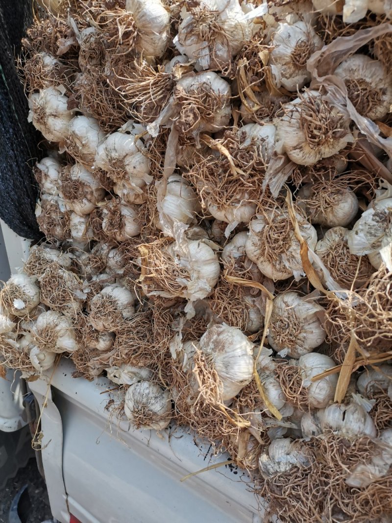 安丘白皮大蒜