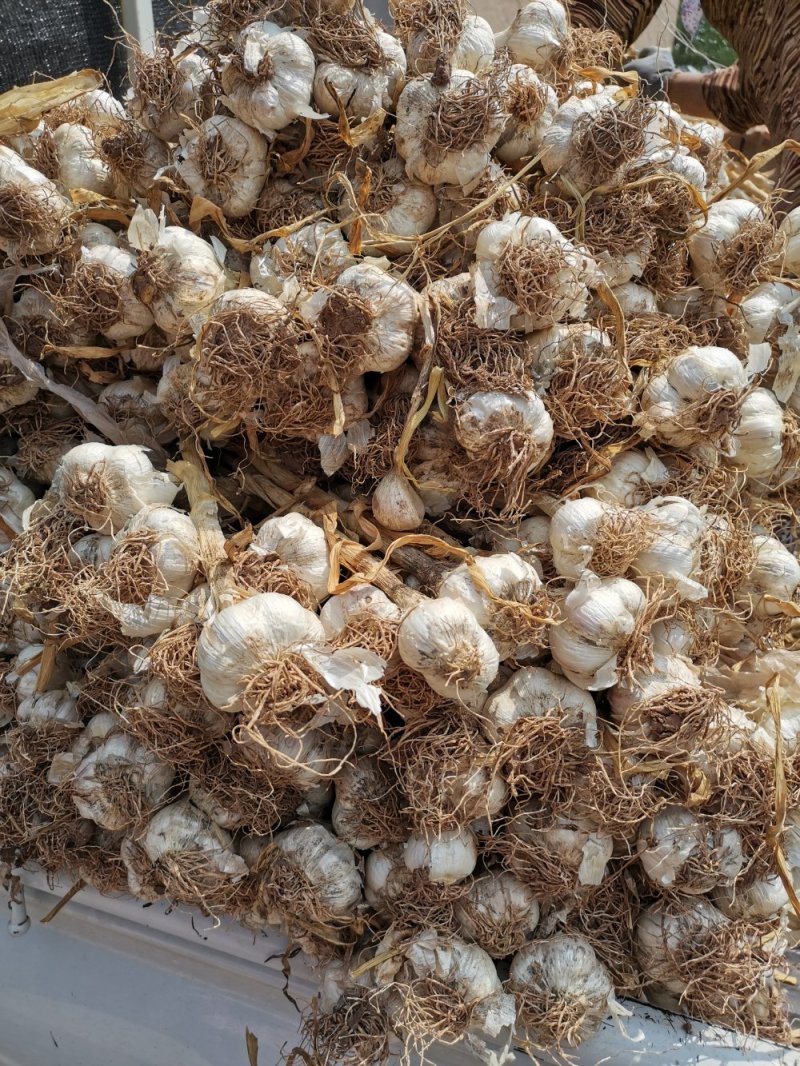 安丘白皮大蒜
