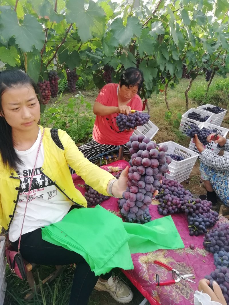 早夏葡萄批发夏黑葡萄产地价格，夏黑葡萄产地价格