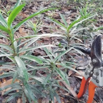 罗汉松苗，高度10~20cm，种植户基地直销