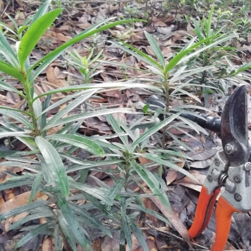 罗汉松苗，高度10~20cm，种植户基地直销