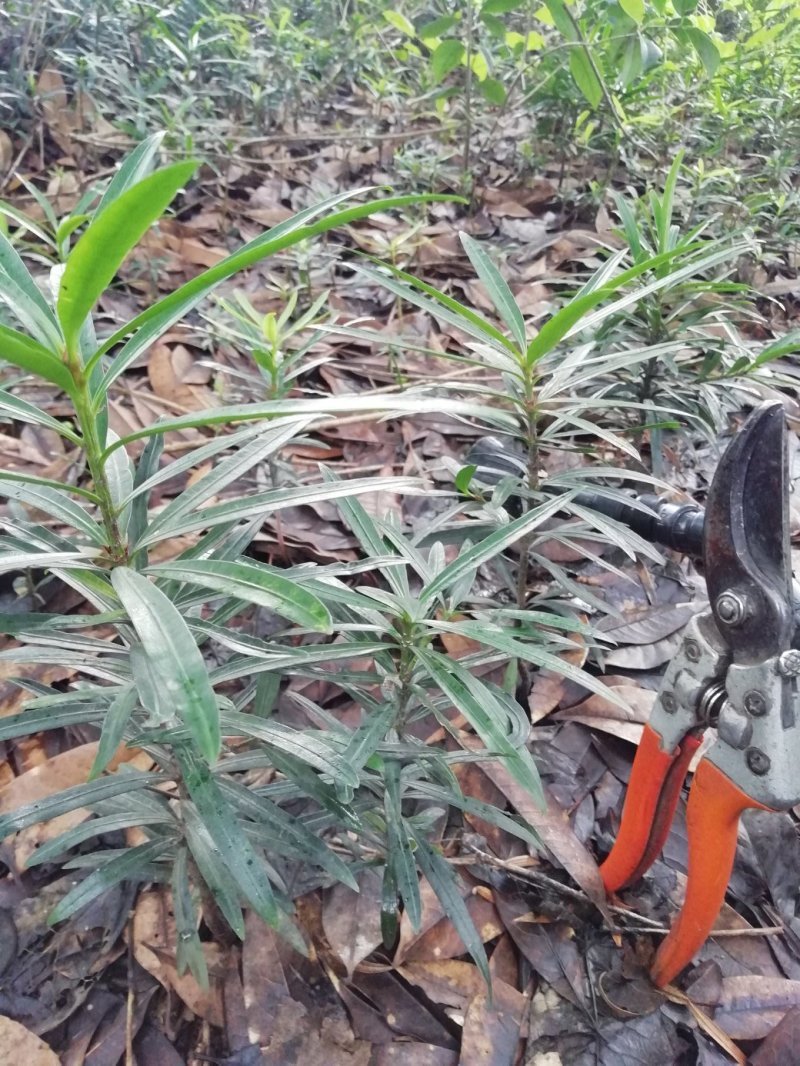 罗汉松苗，高度10~20cm，种植户基地直销