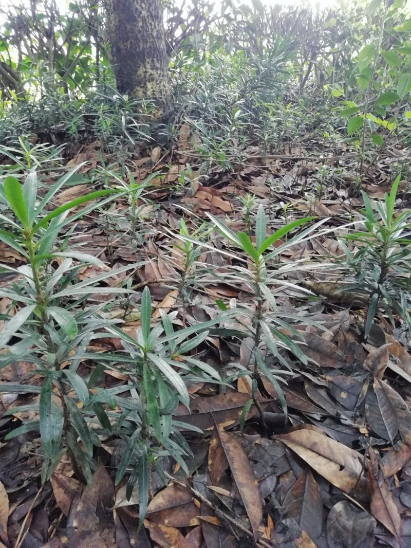 罗汉松苗，高度10~20cm，种植户基地直销
