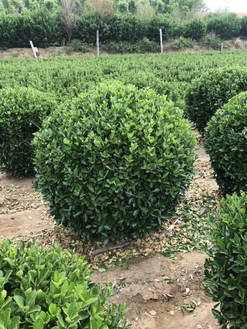 卫矛球量大，胶东卫毛球，卫矛毛球，