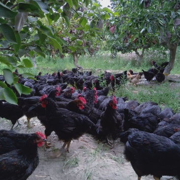 果园散养鸡