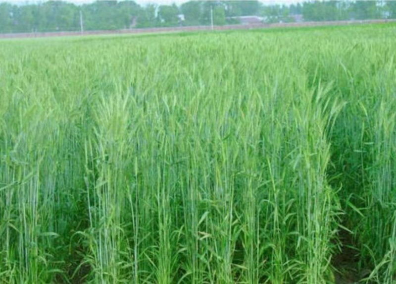 黑麦草牧草种子冬牧70牧草种子耐寒品种牧草种子