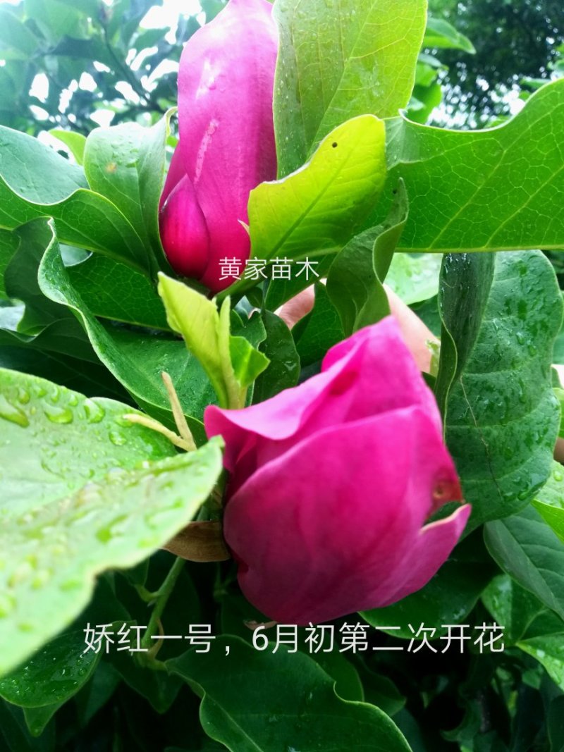 玉兰树娇红一号红花玉兰嫁接苗开花早