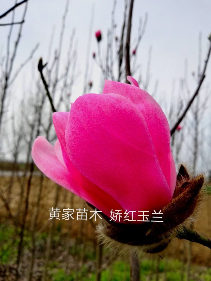 玉兰树娇红一号红花玉兰嫁接苗开花早
