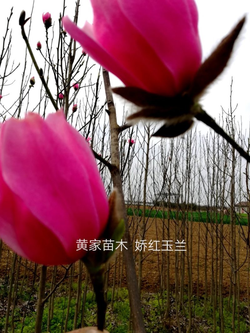 玉兰树娇红一号红花玉兰嫁接苗开花早
