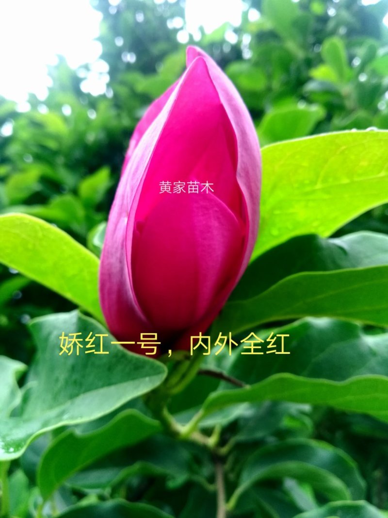 玉兰树娇红一号红花玉兰嫁接苗开花早