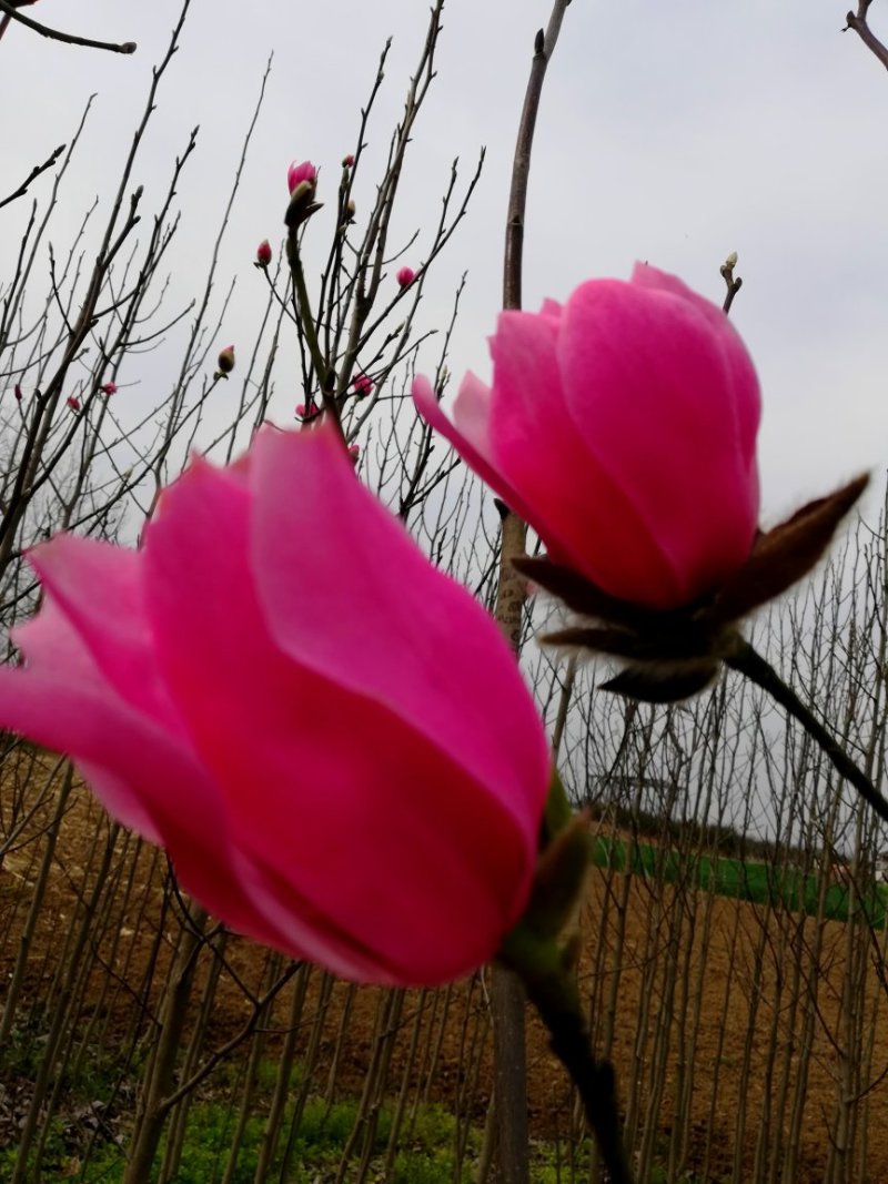 玉兰树娇红一号红花玉兰嫁接苗开花早
