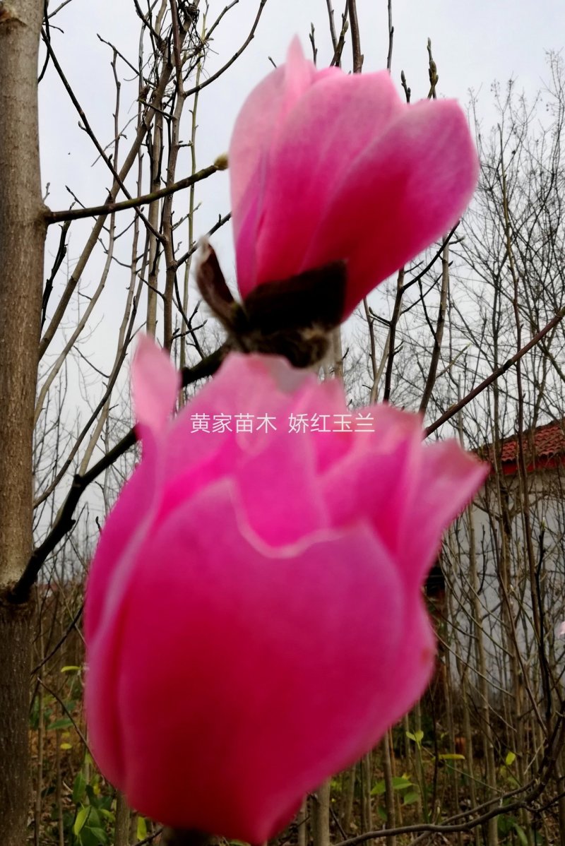 玉兰树娇红一号红花玉兰嫁接苗开花早