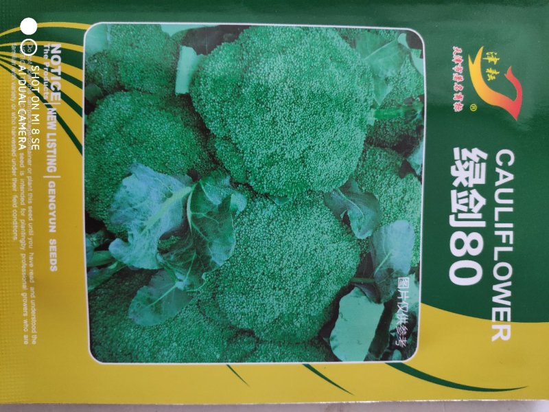西兰花种子绿刭80西兰花种子