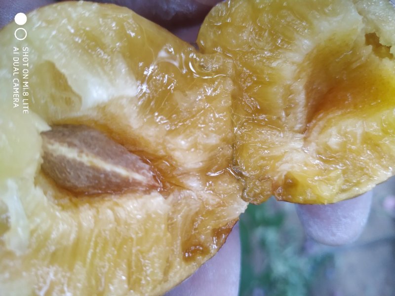 李子(槟子，秋李子)媲美脱骨李，蜂糖李。兼具二者之优。