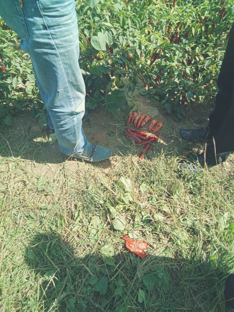 北京红鲜辣椒色价高亮度好