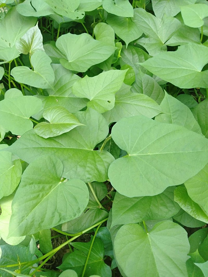 红薯叶，