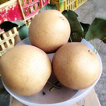 黄花梨沙梨套袋无公害商品果