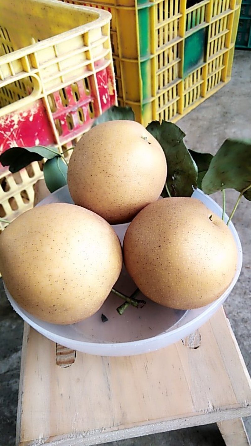 黄花梨沙梨套袋无公害商品果