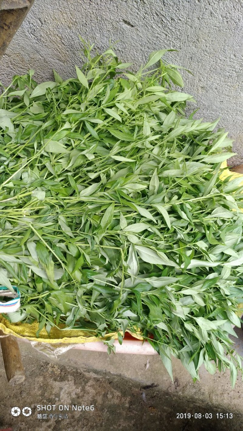 穿芯莲