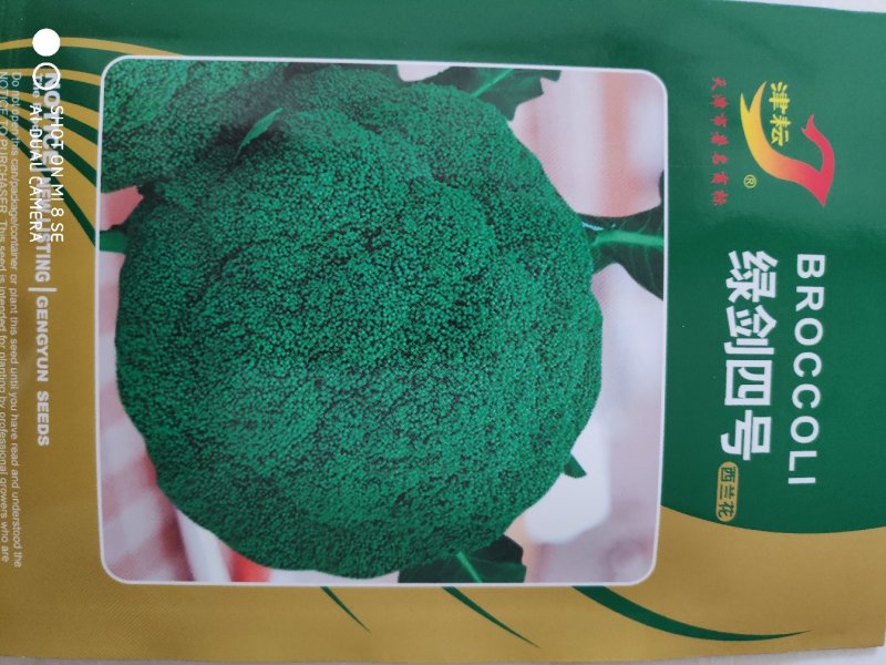 西兰花种子绿剑四号西兰花种子