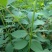 中药材川黄柏苗，基地常年种植出售规格多样化，数量规模化。