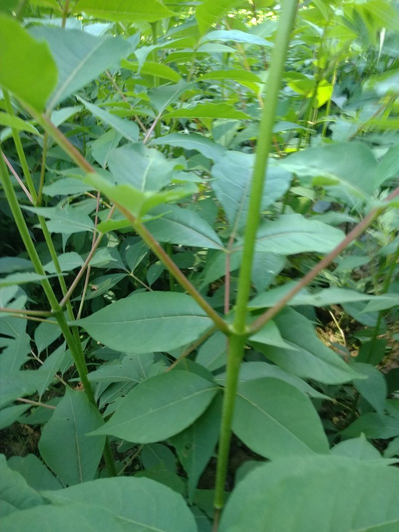 中药材川黄柏苗，基地常年种植出售规格多样化，数量规模化。