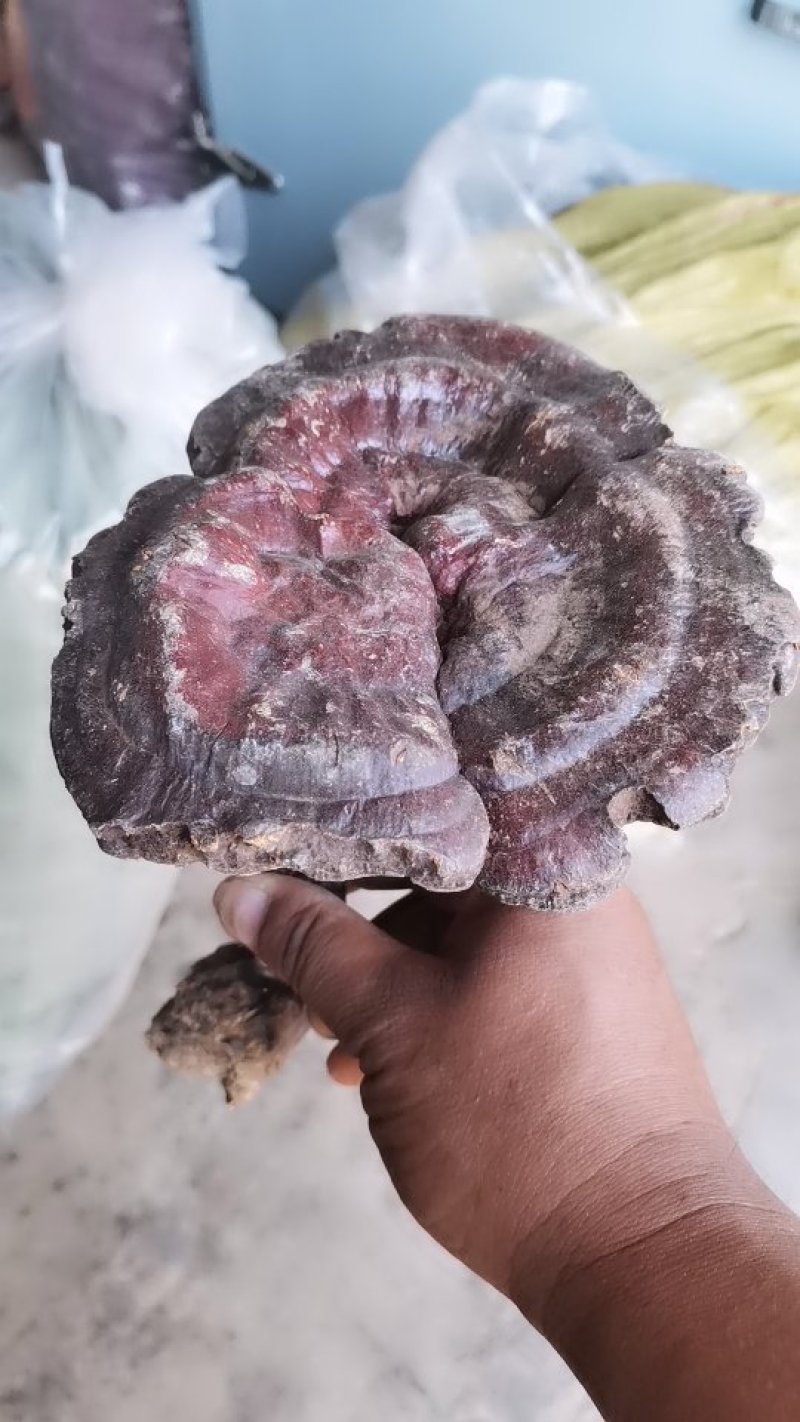 野生灵芝，金寨野生灵芝，2019年新货