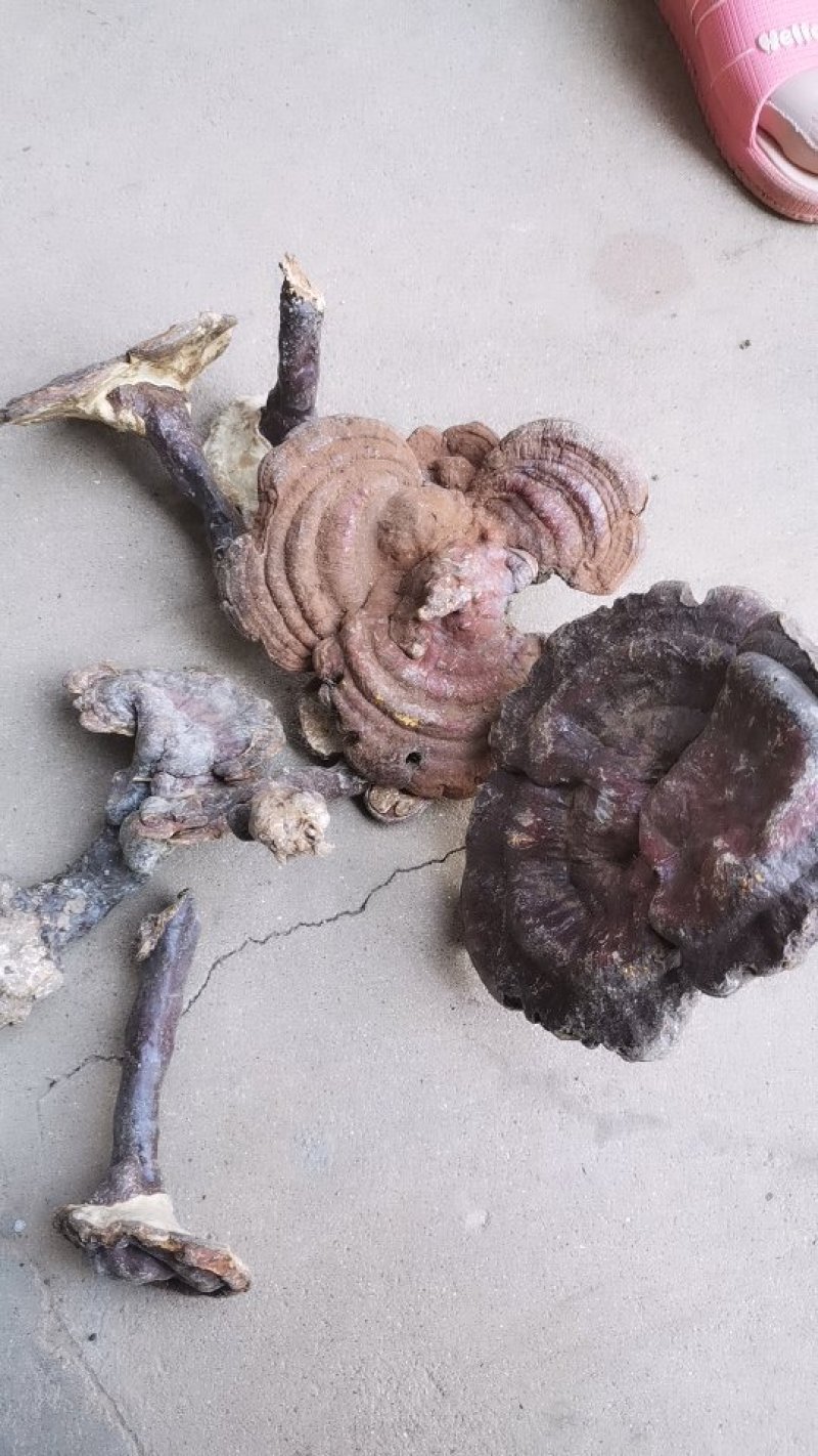 野生灵芝，金寨野生灵芝，2019年新货