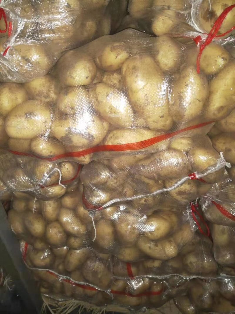 山东潍坊安丘精品特大土豆现货供应量大