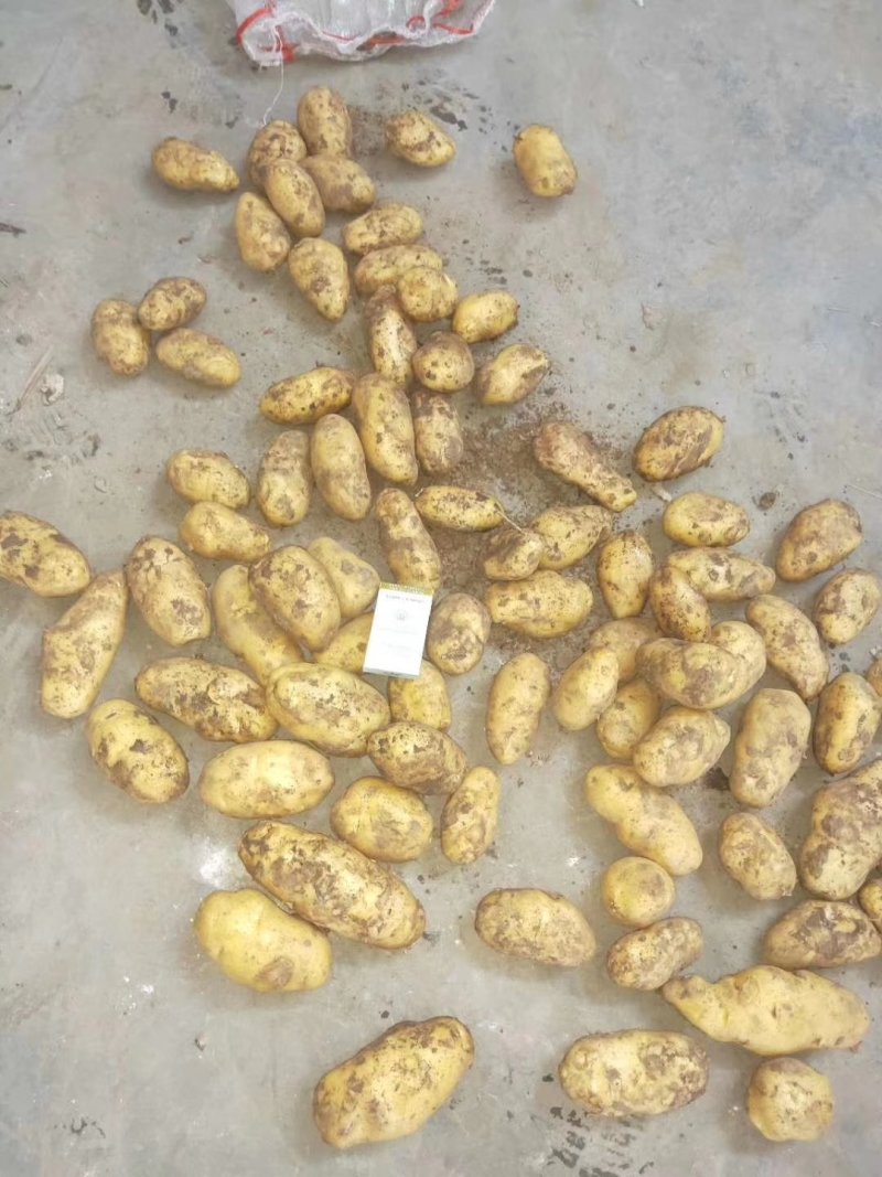 山东潍坊安丘精品特大土豆现货供应量大