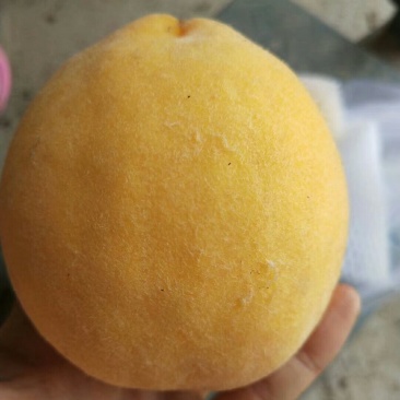 纸袋黄桃四两以上色泽好甜度高