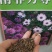 南非万寿菊种子，花期长颜色鲜艳花卉棚栽种子