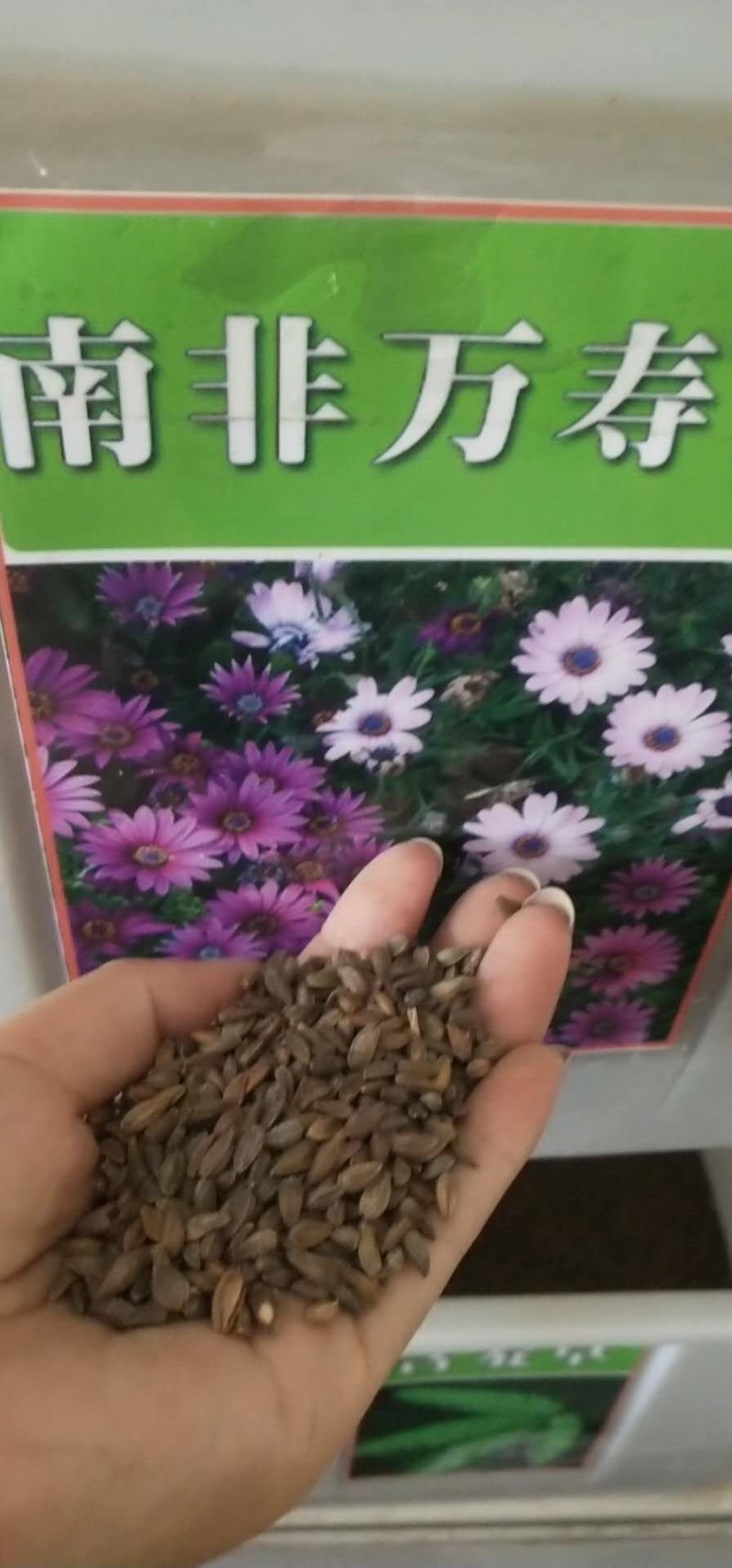 南非万寿菊种子，花期长颜色鲜艳花卉棚栽种子