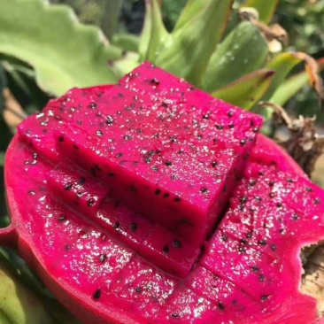 红心火龙果苗品种纯正已经育好带根系苗壮提供技术指