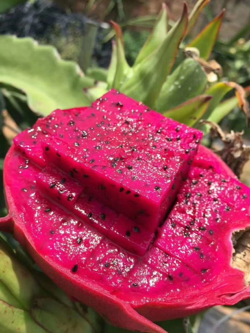 红心火龙果苗品种纯正已经育好带根系苗壮提供技术指