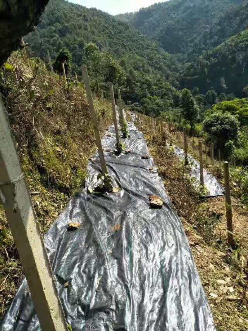 除草布防草布聚乙烯抗老化全新料防草布果树园林专用除草布