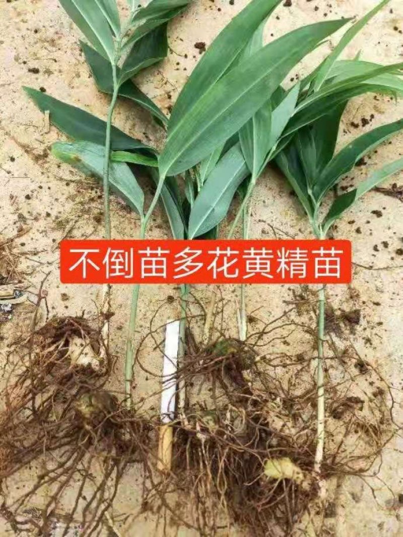 黄精籽育苗，多花姜型不倒苗，高杆高产品种，基地直供