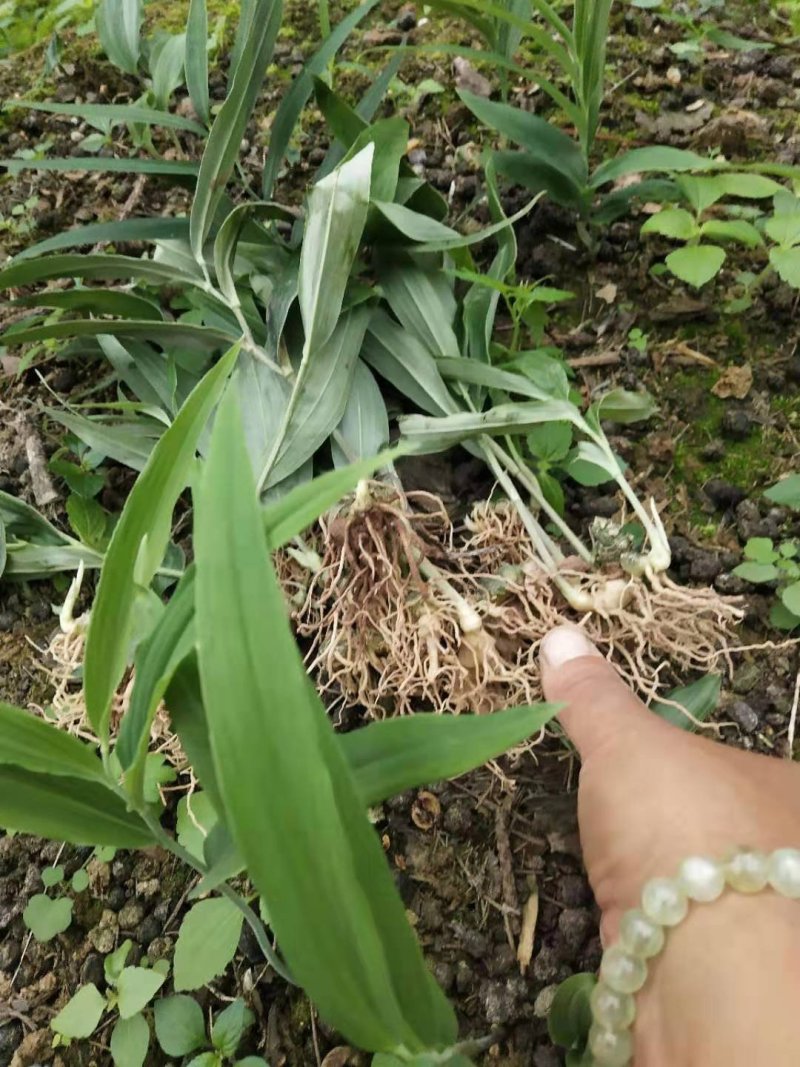 黄精籽育苗，多花姜型不倒苗，高杆高产品种，基地直供