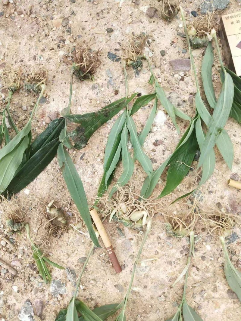 黄精籽育苗，多花姜型不倒苗，高杆高产品种，基地直供