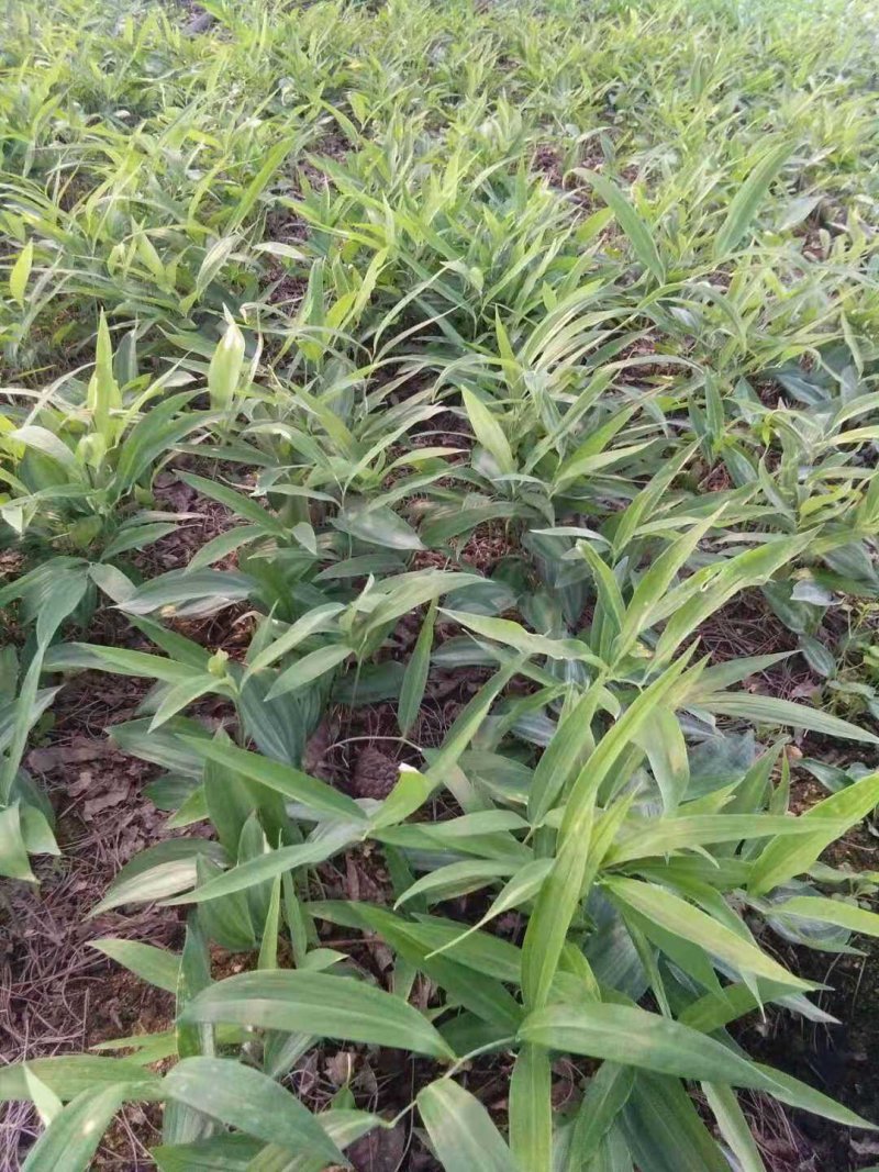 黄精籽育苗，多花姜型不倒苗，高杆高产品种，基地直供